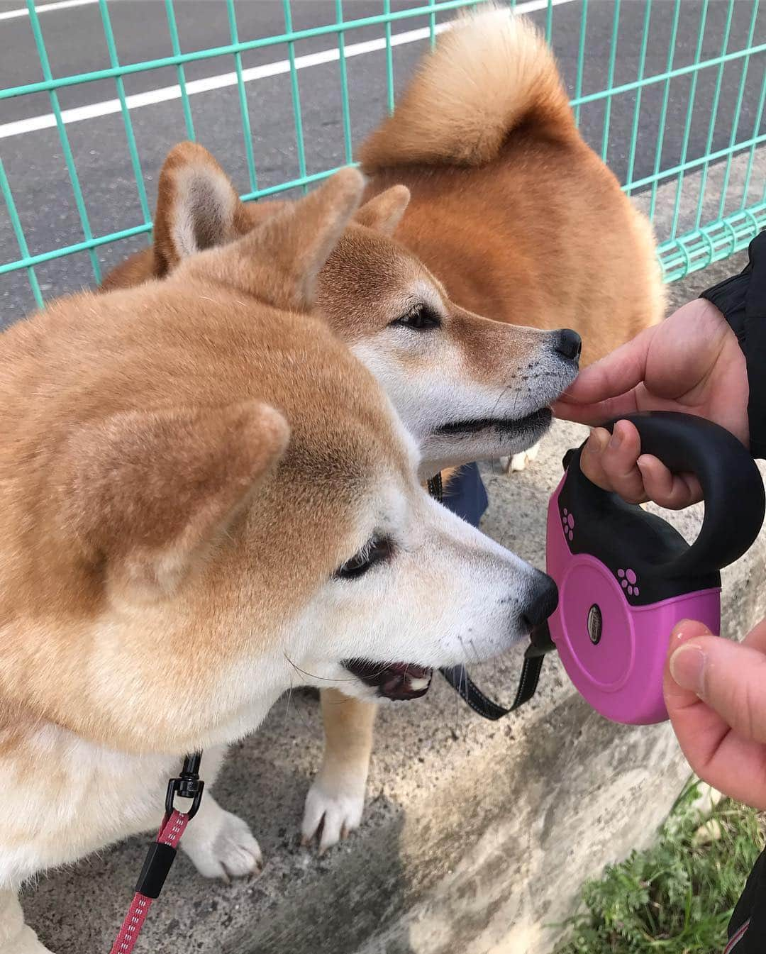 柴犬のモモさんのインスタグラム写真 - (柴犬のモモInstagram)「おはようございます。モモさんは当然 #花より団子 です #いぬ #イヌ #犬 #柴犬 #赤柴 #日本犬 #犬バカ部 #ふわもこ部 #いぬら部 #癒しわんこ #柴犬マニア #犬のいる暮らし #口角キュキュッと部 #shiba #shibainu #shibadog #dogstagram #dogsofinstagram #shibastagram #shibasofinstagram #shibamania #inu #instadog #toyota_dog」3月28日 8時22分 - shi_ba_i_nu_momo