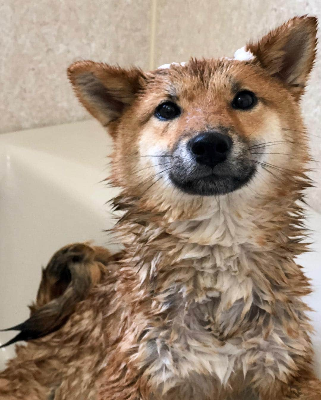 黒柴みくさんのインスタグラム写真 - (黒柴みくInstagram)「🚿シャンポー🚿 ✧︎ りな、エアーかきかきのあとは シャンポーしたよ〜🦊🧴🛁 ✧︎ 相変わらずひんひん鳴いたり、 ドアホリホリしてました😂 ドライヤーは細いガム食べさせながら、 乾かしてます✨ ✧︎ ✧︎ #シャンプー #ふわさら #ぺろりんちょ 2019.3.28㊍ ✧︎ ✧︎ #柴犬りな ✧︎ 7ヶ月」3月28日 8時22分 - 9648miku