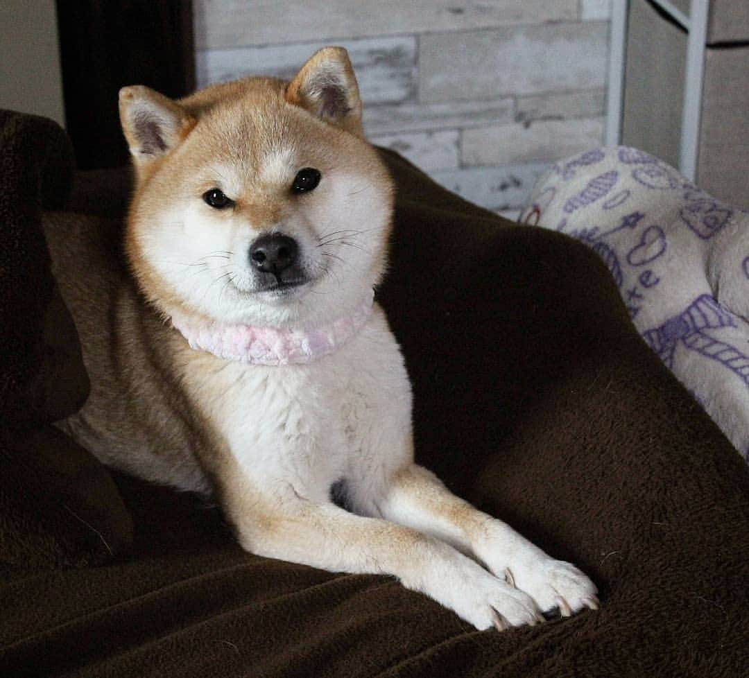 柴犬たま Shibainu Tamaのインスタグラム