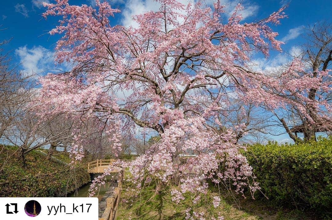 カメラのキタムラさんのインスタグラム写真 - (カメラのキタムラInstagram)「Repost @yyh_k17 様 • • • • • • 愛知県稲沢市  日光川桜づつみ小公園 ・ ・ 🌸2019 桜めぐり🌸 ・ ・ 犬山→稲沢市の桜ネックレスへ ・ 開花状況を見にふらりと寄ったら 枝垂れ桜が良い感じ、存在感あるある！😊 ・ 他の桜の木の開花はまだこれからって感じ、今週末くらいから楽しめるのかな？🤔 ・ ・ ・ 📷Canon EOS 80D Lens:TAMRON 10-24mm F/3.5-4.5 Di Ⅱ VC HLD  location:aichi 🇯🇵 Mar. 2019 ・ ・ #日光川桜づつみ小公園 #枝垂れ桜 #桜 #写真好きな人と繋がりたい #写真撮ってる人と繋がりたい ・ #ファインダー越しの私の世界 #東京カメラ部 #キタムラ写真投稿 #広がり同盟 #名古屋インスタ交流会 ・ #愛知カメラ部 #はなまっぷ #visit_tokai #bestaichipics #nagoya ・ #japan #IG_JAPAN #visitjapanjp #instagramjapan #japan_of_insta ・ #Lovers_Nippon #longexposure_japan #lovers_amazing_group #japan_daytime_view #love_bestjapan ・ #special_spot_ #deaf_b_j_ #daily_photo_jpn #ptk_japan #my_eos_photo」3月28日 8時45分 - camera_kitamura