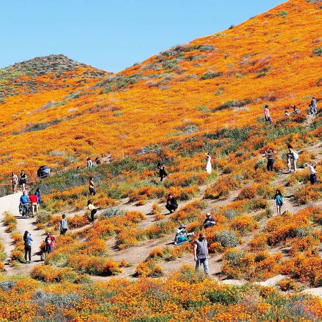 TIME Magazineさんのインスタグラム写真 - (TIME MagazineInstagram)「When bright blossoms popped up across Walker Canyon’s hills in early March, the residents of Lake Elsinore, Calif., were excited. Wildflower “superblooms” typically happen once a decade, and drought has made them scarcer. But #tourists, spurred by social media, quickly overwhelmed locals and #flowers alike. After temporarily blocking access, the town introduced shuttles and limited parking—measures that appear not to have dampened interest, as up to 20,000 people visited on March 23 alone. Photograph by Michael Chow (@photochowder)—USA Today Network/@sipausa」3月28日 8時46分 - time