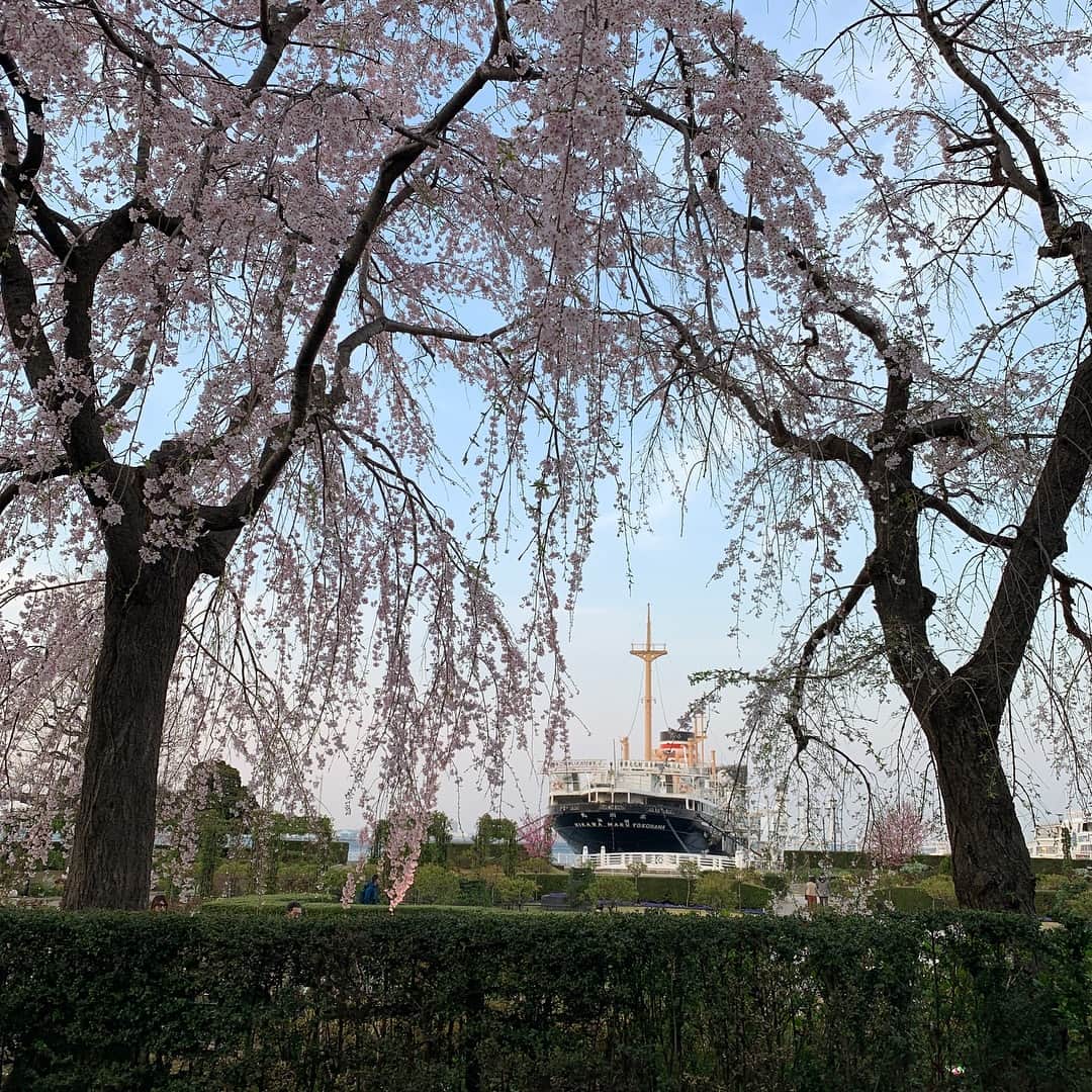 DJ AIKO 62さんのインスタグラム写真 - (DJ AIKO 62Instagram)「何年ぶりだろうか、って思い出せないくらいぶりの #山下公園 、遠くに見えるは #氷川丸 です。 #桜 もきれいでした。 #横浜 #元町 #yokohama #motomachi #hikawamaru #nofilter」3月27日 23時49分 - djaiko62
