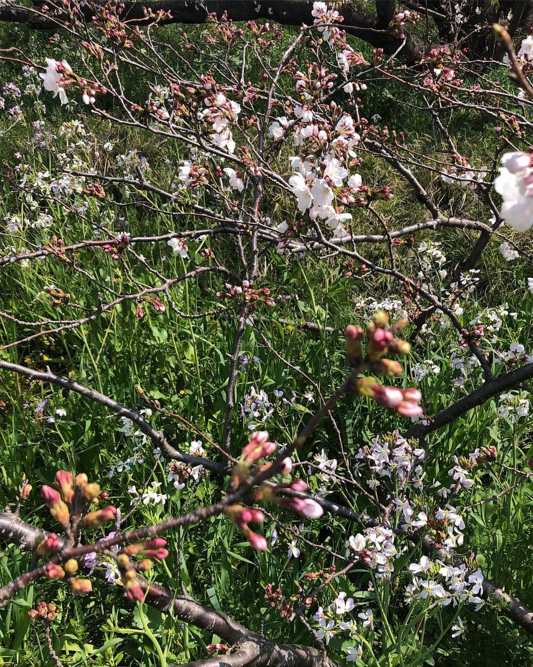 RIKACOさんのインスタグラム写真 - (RIKACOInstagram)「朝から充実の１日午前中はノアさん達といつもの散歩🏃‍♀️🌸が綺麗に咲き始めて気分⤴️午後はリンパドレナージュのオリジナルブラシを作る為に打ち合わせ😃 これいーの出来るよ❤️ちなみにハーブティーやアロマオイルも考案中✨それから最近始めた @solace_daikanyama  で加圧トレーニング💪最後にお尻に効くスクワットを教えてもらったから明日からやってみて❤️ 買い物してタンパク質満タンの簡単アクアパッツァをクッキング😘大事に楽しくね毎日を🌈明日は大阪やでー 😘 #🌸 #春 #気分上がる #❤️ #rikaco_fashion」3月27日 23時51分 - rikaco_official