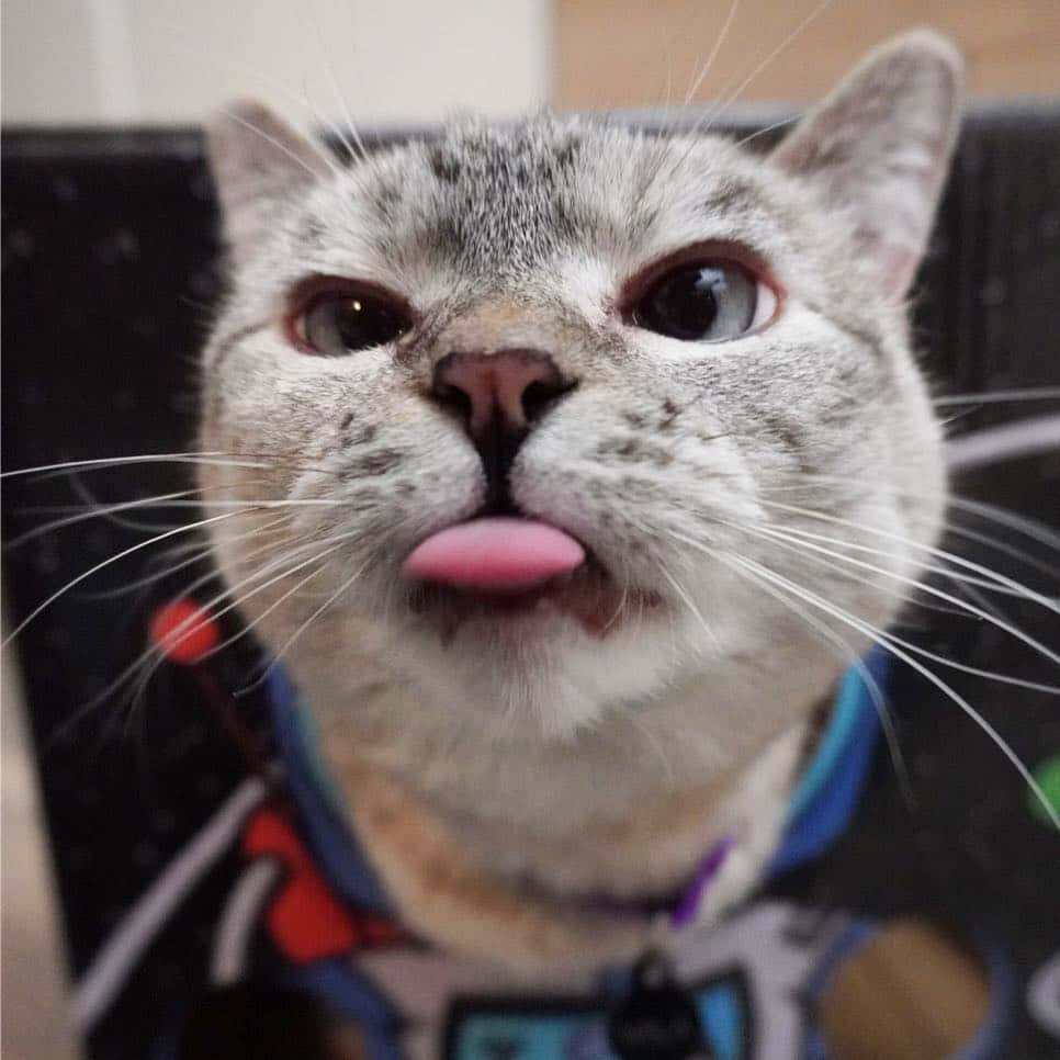 nala_catさんのインスタグラム写真 - (nala_catInstagram)「Double tap my tongue 😛😂」3月27日 23時53分 - nala_cat