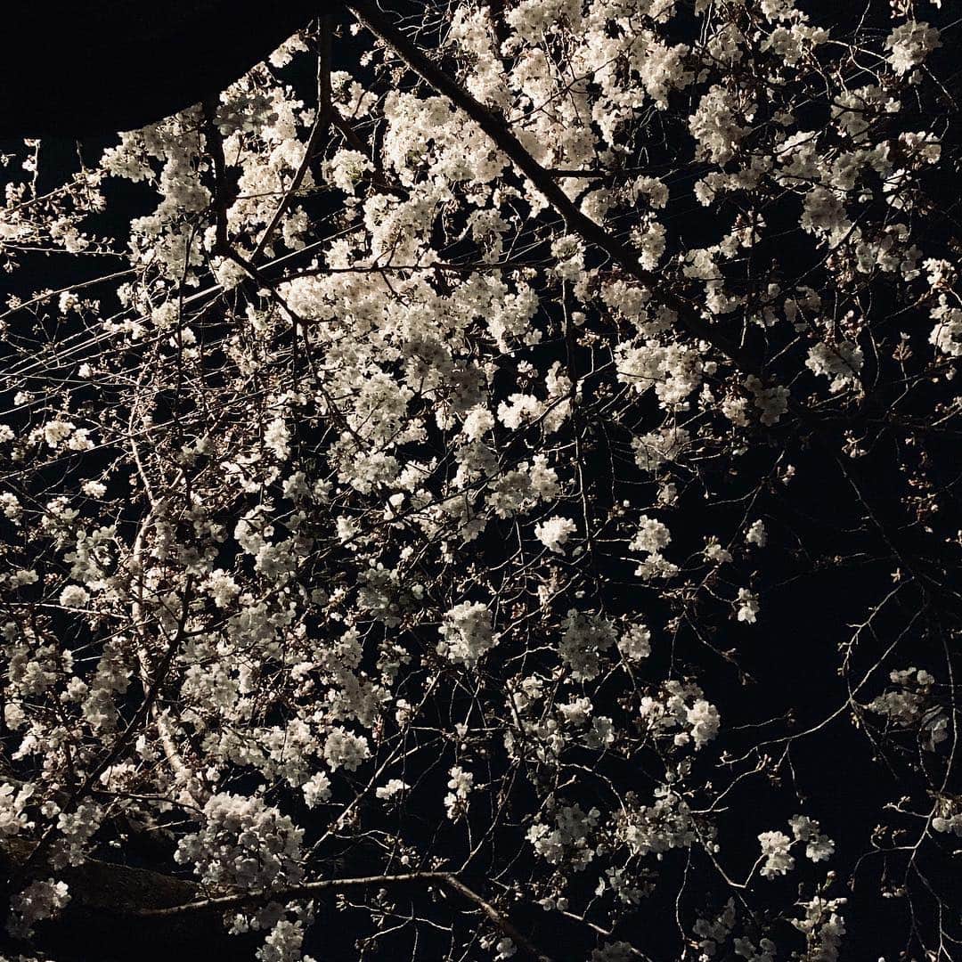 片山正通さんのインスタグラム写真 - (片山正通Instagram)「ほぼ満開。@ 自宅の近所 Almost in full bloom. @ near my house」3月27日 23時57分 - masamichi_katayama