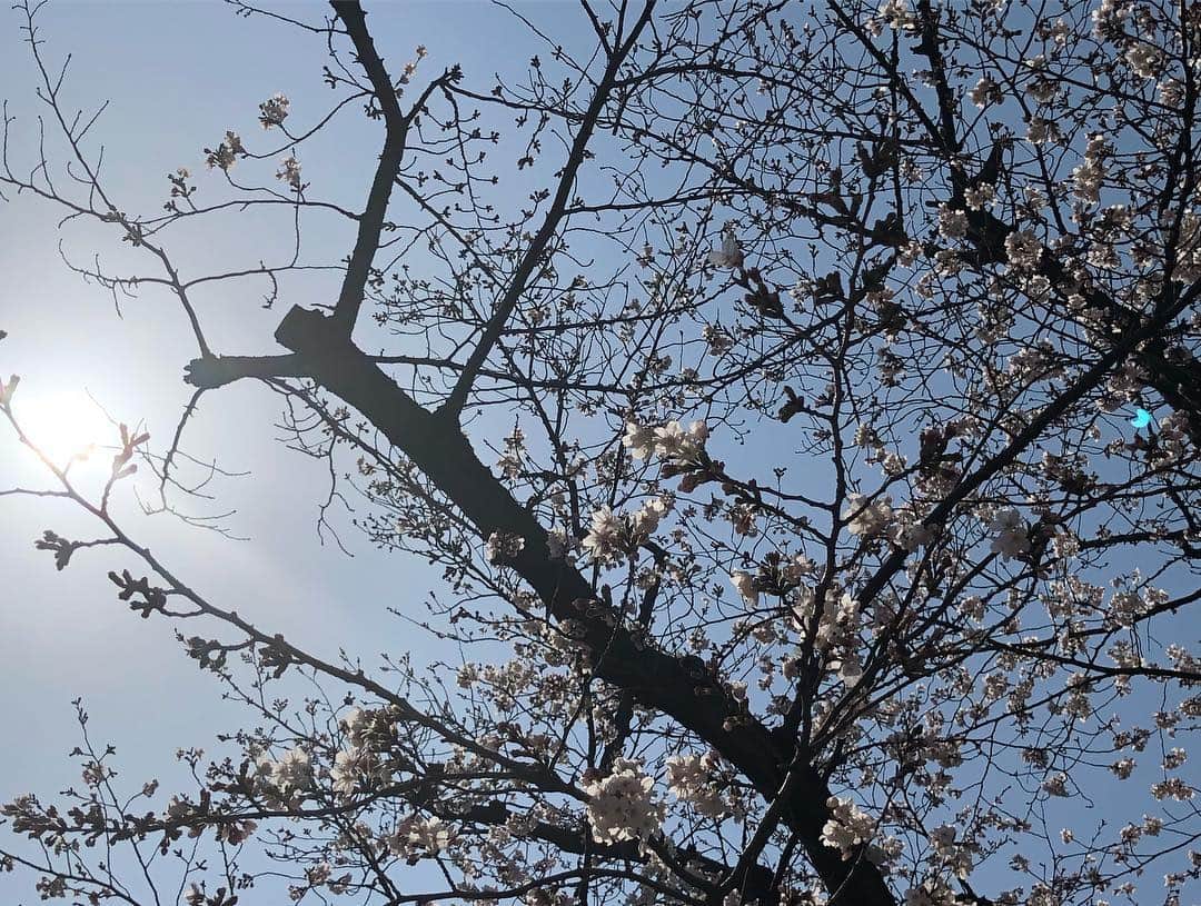 相馬有紀実さんのインスタグラム写真 - (相馬有紀実Instagram)「今年初のお花見🌸 お天気もよくて気持ちがよかったぁ╰(*´︶`*)╯ あの時だけ奇跡的に花粉症が治っていた♪ がしかし今はね、その分が来たとばかりにくしゃみ鼻水ヤバヤバです🤧 #代々木公園 #お花見 #桜 #花粉症」3月28日 0時02分 - yukimi_soma
