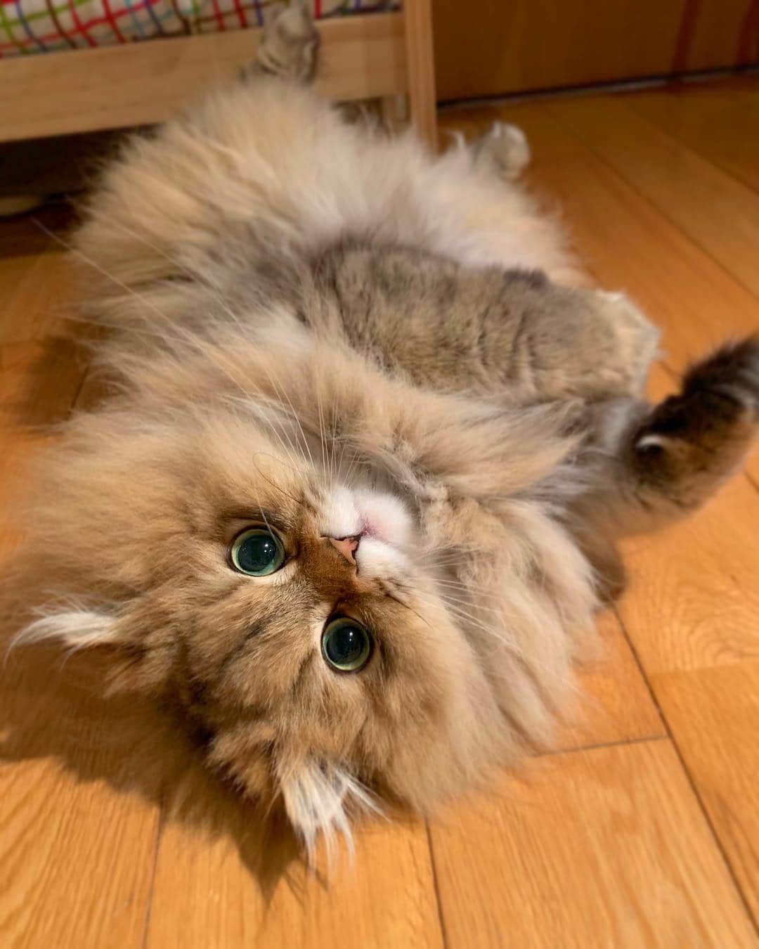 にこのインスタグラム