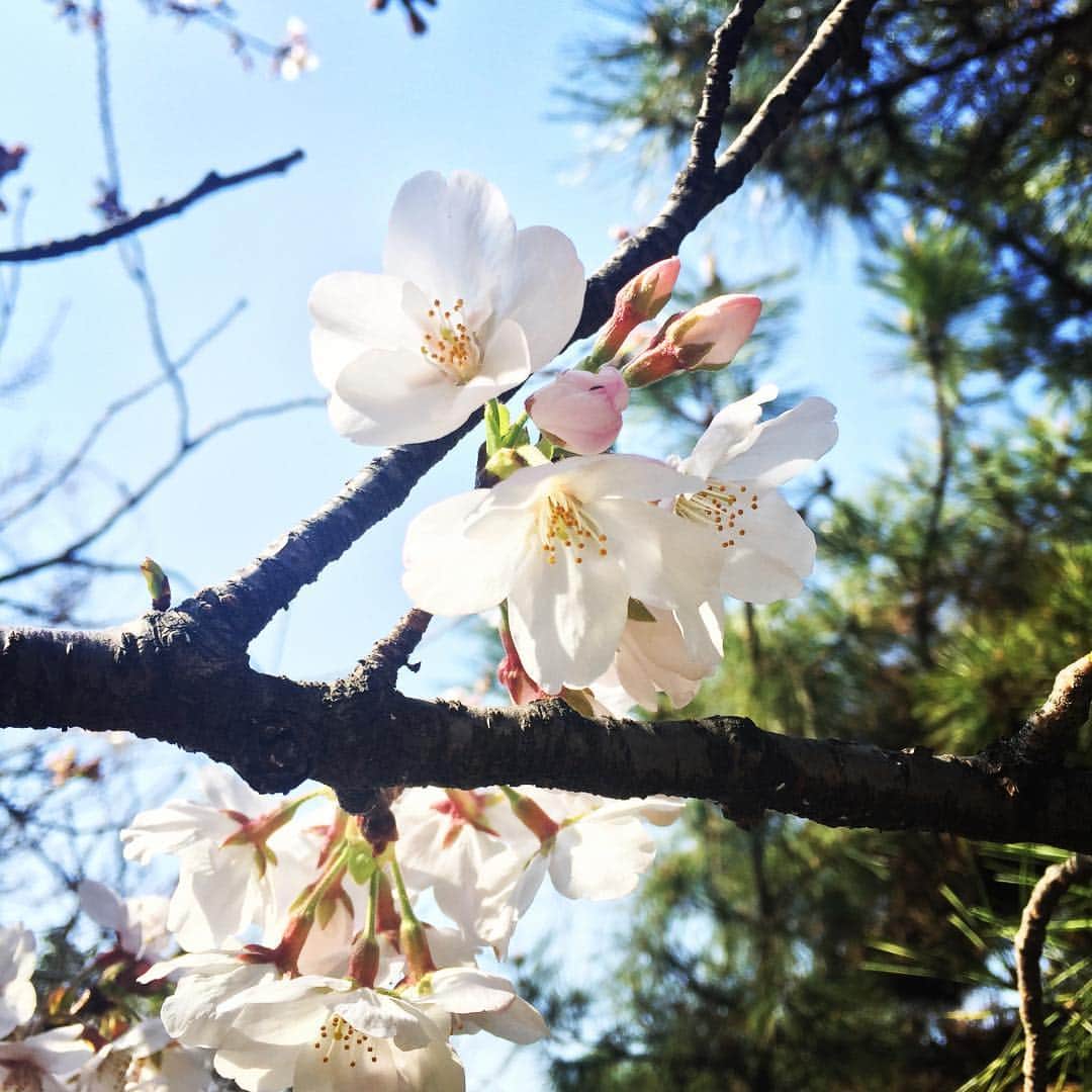 ふかしのインスタグラム：「近所のソメイヨシノも咲き始めました。#sakura #桜」