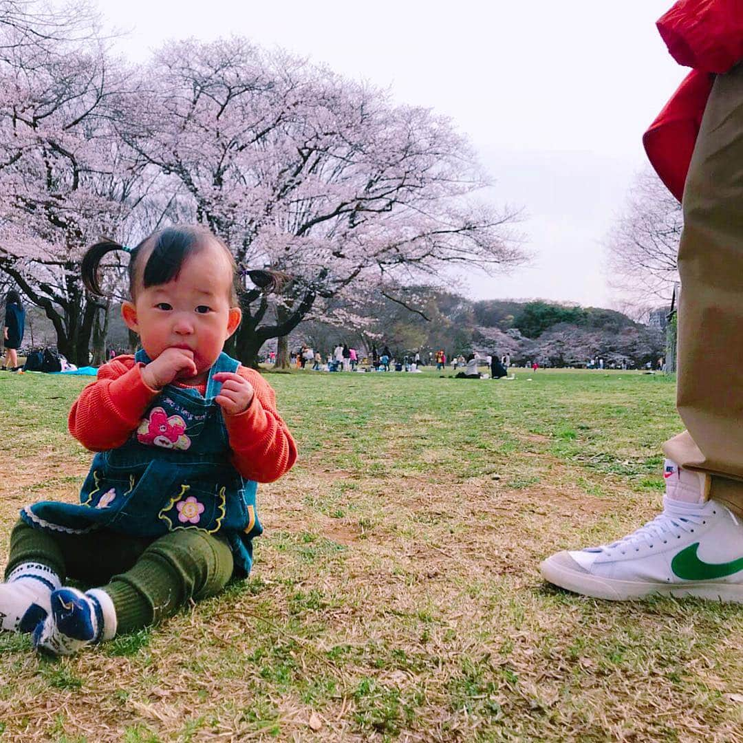 尾形貴弘さんのインスタグラム写真 - (尾形貴弘Instagram)「さくらの季節だ！！！ さくら、はじめての桜！！ #柴犬大好き #柴犬マニア  #愛犬  #赤柴 #しばけん  #しばちゃん  #しばいぬ大好き  #shibainu  #shiba_snap  #犬ばか部  #いぬばか部 #ミク #三九 #39 #パンサー尾形 #赤ちゃん #赤ちゃんのいる暮らし #赤ちゃんと犬 #1歳 #サンキュー #ママリ #ベビフル #さくら #桜 #お花見」3月28日 0時13分 - miku3_miku_9