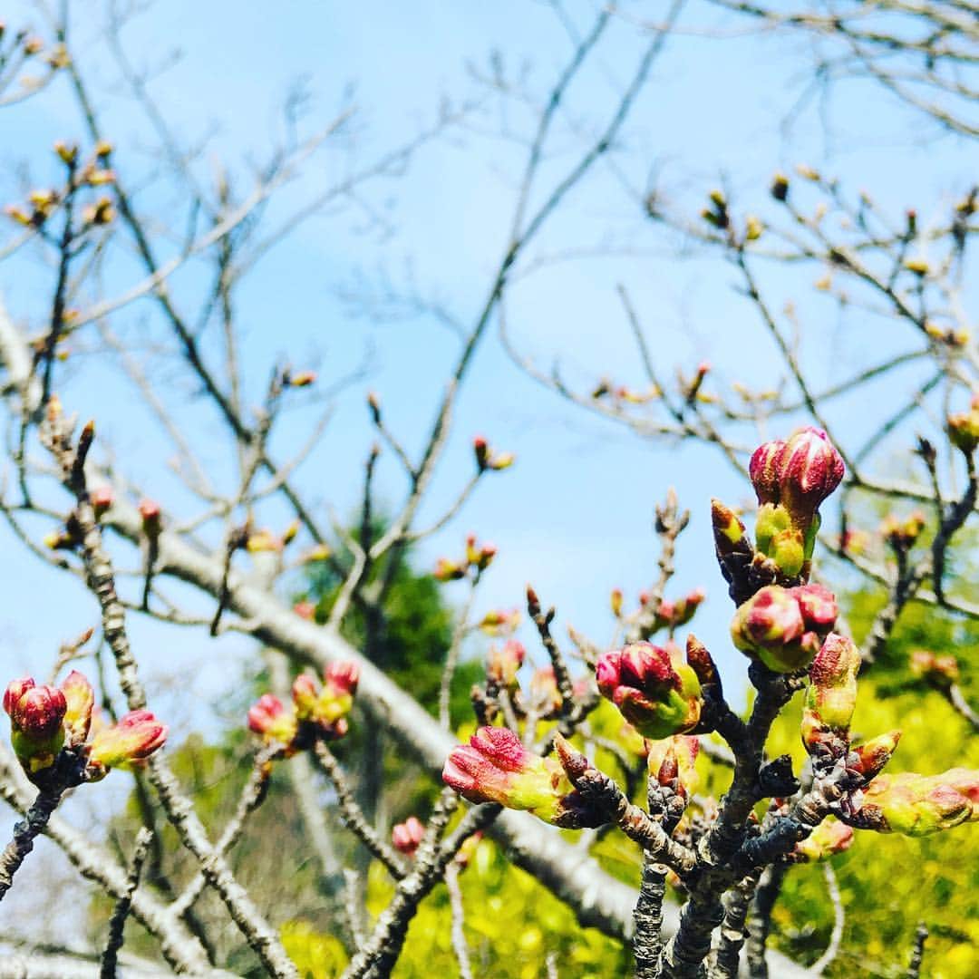 藤井惠さんのインスタグラム写真 - (藤井惠Instagram)「もうすぐ  #桜 #cherryblossom  #さくら #🌸🌸🌸」3月28日 0時16分 - megumi_fujii