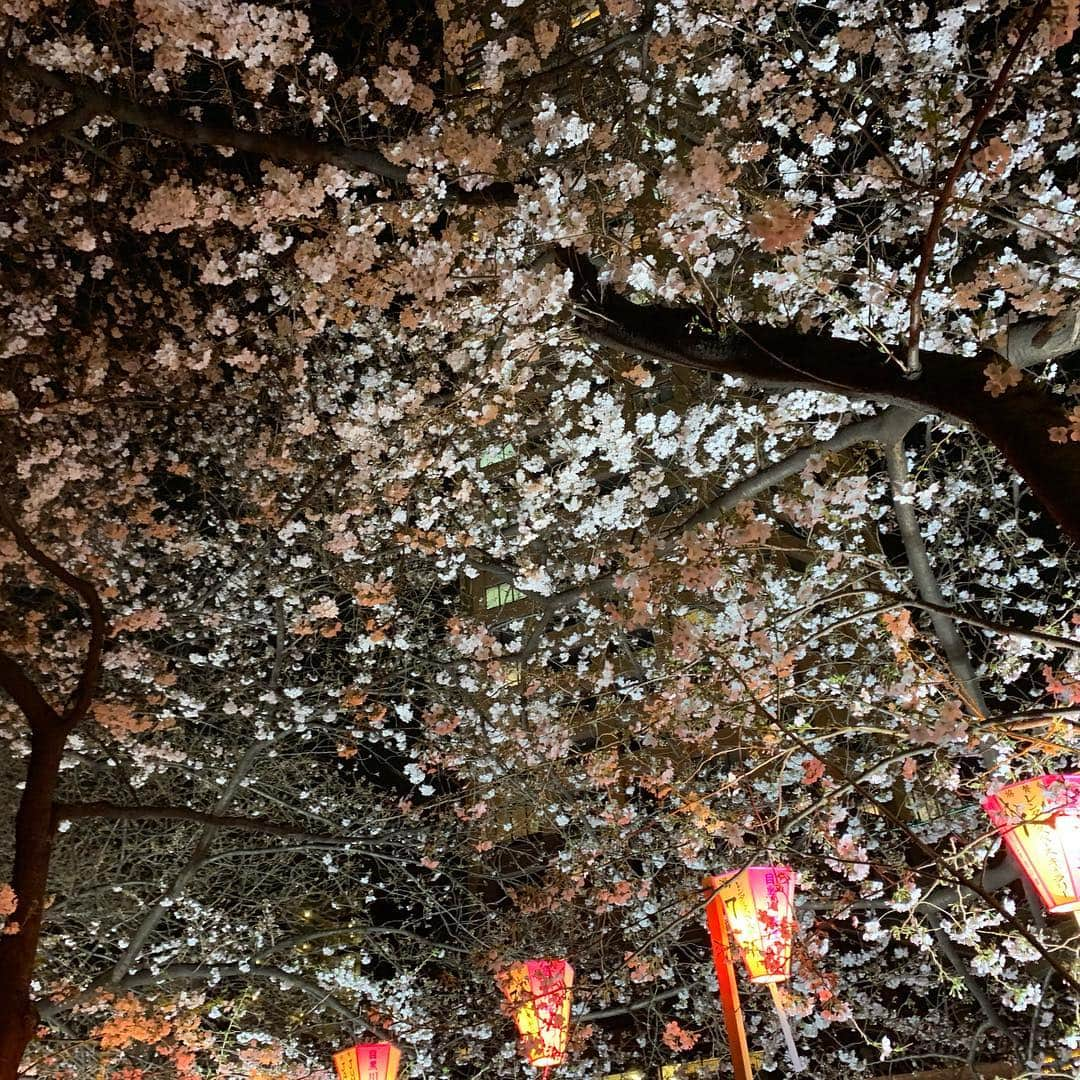 昴生さんのインスタグラム写真 - (昴生Instagram)「桜！！ #仕事終わりに #目黒川に桜を #見に行ってきました！ #はじめての #東京の桜！ #どこで見ても桜は #綺麗！ #まだ満開ではない感じやったけど #ライトアップされていて #見に来た方々の顔は #笑顔で満開でした！ #この文章を読んだ人の顔は #笑顔で満開でしょうか？ #きっと真顔でしょう！ #笑顔の花が咲かせるように！ #いつか花咲じいさんではなく #花咲兄さん #になりますように！ #まあまだ #真顔でしょうね！」3月28日 0時24分 - mikikousei