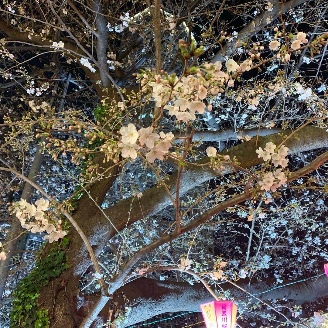 昴生さんのインスタグラム写真 - (昴生Instagram)「桜！！ #仕事終わりに #目黒川に桜を #見に行ってきました！ #はじめての #東京の桜！ #どこで見ても桜は #綺麗！ #まだ満開ではない感じやったけど #ライトアップされていて #見に来た方々の顔は #笑顔で満開でした！ #この文章を読んだ人の顔は #笑顔で満開でしょうか？ #きっと真顔でしょう！ #笑顔の花が咲かせるように！ #いつか花咲じいさんではなく #花咲兄さん #になりますように！ #まあまだ #真顔でしょうね！」3月28日 0時24分 - mikikousei