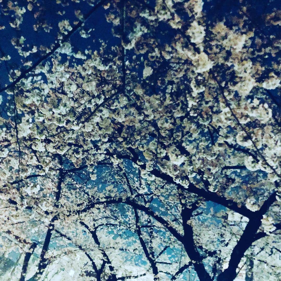 佐藤尚之さんのインスタグラム写真 - (佐藤尚之Instagram)「#夜桜 で空虚を埋める」3月28日 0時27分 - satonao310