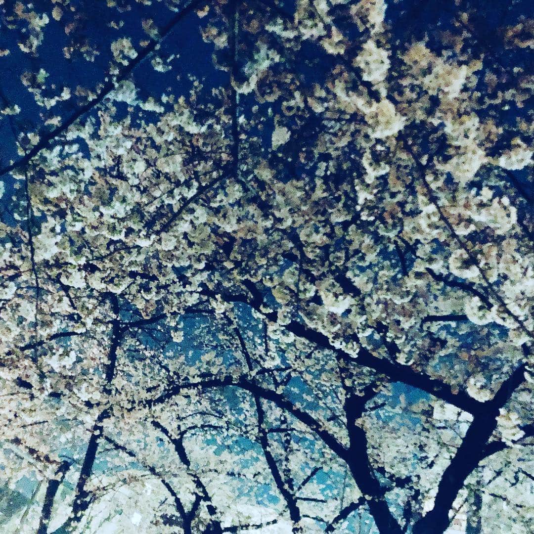 佐藤尚之のインスタグラム：「#夜桜 で空虚を埋める」