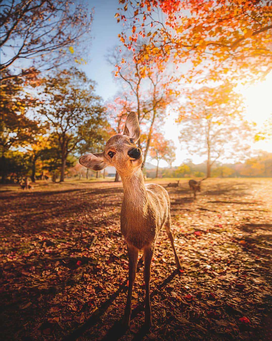 Earth Picsさんのインスタグラム写真 - (Earth PicsInstagram)「Deer greeting 🦌 Photo by @lifewithelliott」3月28日 0時30分 - earthpix