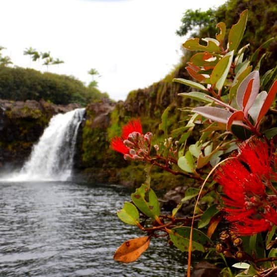 アメリカ内務省さんのインスタグラム写真 - (アメリカ内務省Instagram)「A glimpse of paradise, the ‘Ōhiʻa (pronounced oh-hee-yah), blooms along a streambank. This small flowering tree is both culturally and ecologically vital to #Hawaii. Once #lava cools — before any other life can return — the ‘Ōhiʻa tree grows. It is the lone voyager. It’s bright red #blossoms and green leaves can be seen dotting barren lava fields across the big island of Hawaii. Without the ʻŌhiʻa to help bring life back to the land, the cycle of creation after a lava flow would be disrupted. Unfortunately, ʻŌhiʻa are facing an invasive fungal pathogen and we need help identifying it and protecting this important tree. Learn how you can help spread the word with the link in our bio. Photo courtesy of J. B. Friday. #scicomm」3月28日 0時31分 - usinterior