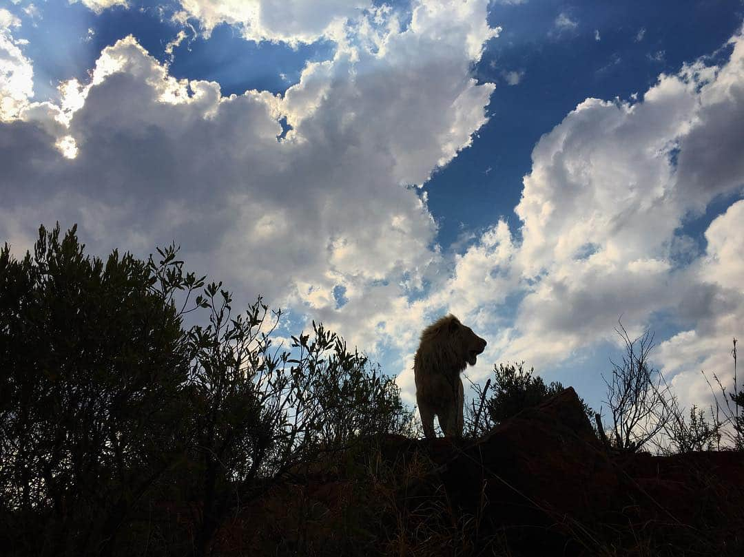 Kevin Richardson LionWhisperer さんのインスタグラム写真 - (Kevin Richardson LionWhisperer Instagram)「It’s unmistakably a lion in this picture. I’m often perplexed how an animal, we humans have revered for thousands of years, still faces the real threat of future extinction. Like with many other animals facing the same demise, we know the solutions but yet fail, time and time again to act on them. And an even more perplexing human trait is that we only like to act when it’s a crisis or simply too late. There are people and organisations at the coal face doing good work to help curb this however it will take money and lots of it. #homosapiens #homodestroyers  #habitatloss #preservehabitat #protectlions #savelions  #tolerance #reconnectwithnature」3月28日 0時36分 - lionwhisperersa