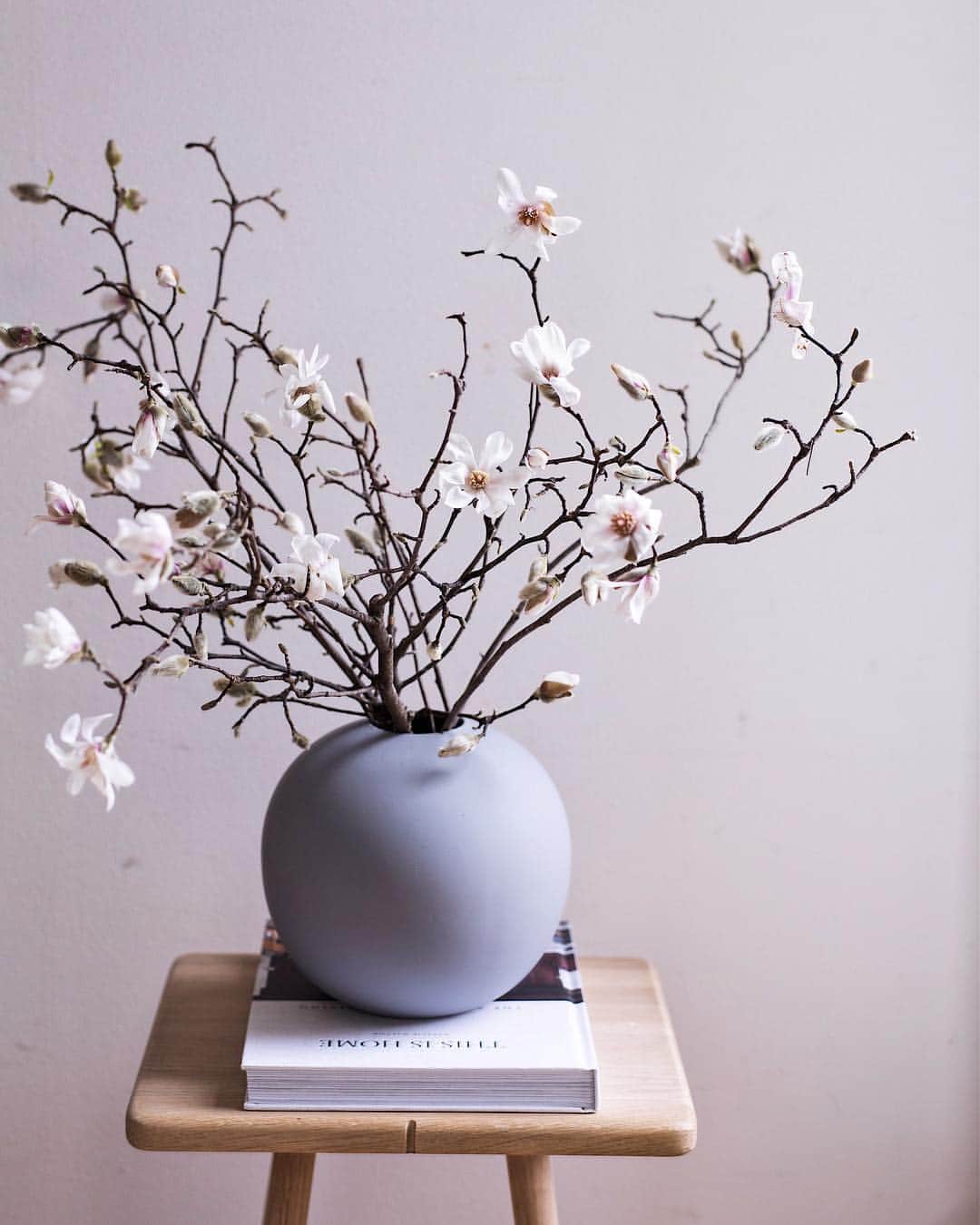 増田由希子さんのインスタグラム写真 - (増田由希子Instagram)「Magnolia kobus🌸 #magnoliakobus #cooee #magnolia #favoriteflowers #nofilter  いつかの写真 #コブシ」3月28日 0時42分 - nonihana_