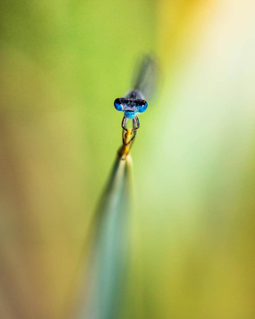 アンジー・ペインさんのインスタグラム写真 - (アンジー・ペインInstagram)「Blue-eyed damselfly on grass. • • • • • #macro #macrophotography」3月28日 0時44分 - angelajpayne