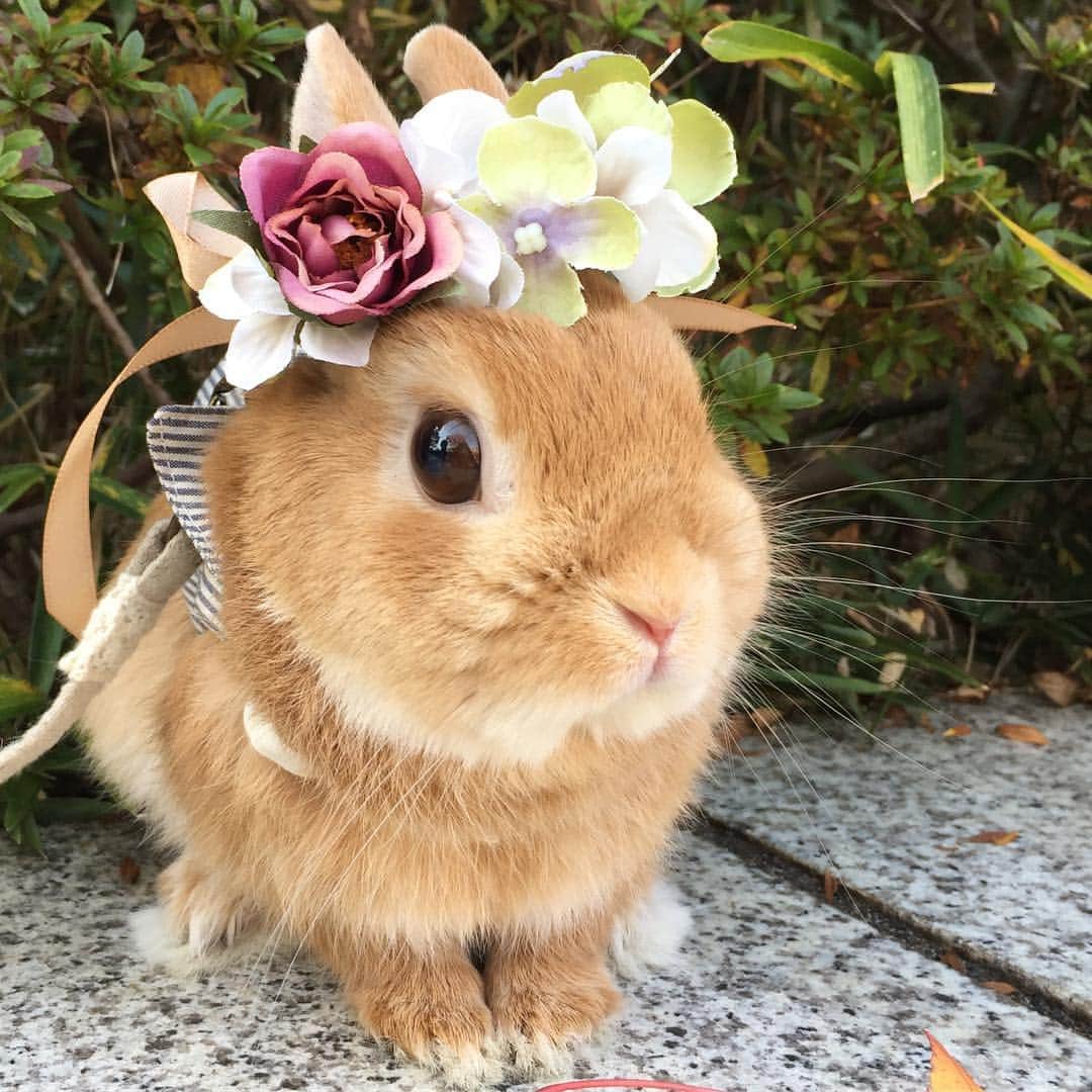 のインスタグラム：「* * 3月25日に まるるん腸閉塞の手術を受けました。 手術は成功し、今入院中です。 (2枚目の動画は術後2日目の今日の様子です) * * 気を付けていたつもりだけど、 胃の中には小さな毛玉が… 痛い思いをさせてしまいました。 ごめんね、まるるん。 早く元気になってね。 * * 詳細はコメント欄に書いています。 * * #うさぎ#ネザーランドドワーフ#ふわもこ部#rabbit#lapin#cutepetclub#WeeklyFluff #bunnystagram#rabbitstagram#instapet #20190327」