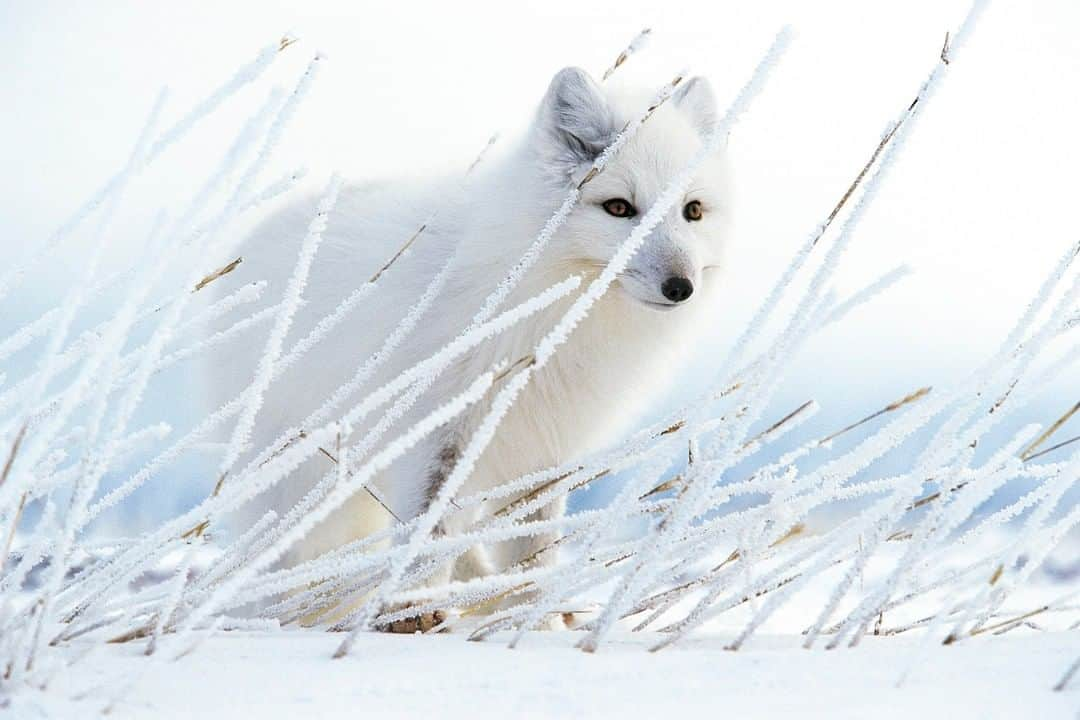 ナショナルジオグラフィックさんのインスタグラム写真 - (ナショナルジオグラフィックInstagram)「Photo by @paulnicklen | Blending in with its wintry surroundings, an Arctic fox pauses among frost-covered rye grass, listening carefully for mice scurrying under the snow. These foxes benefit from excellent camouflage; their coats change to a brown color in the summer to match the tundra’s environment. #FollowMe at @PaulNicklen for more photos of #Arctic animals. #arcticfox #nature #wildlife #camouflage」3月28日 1時02分 - natgeo