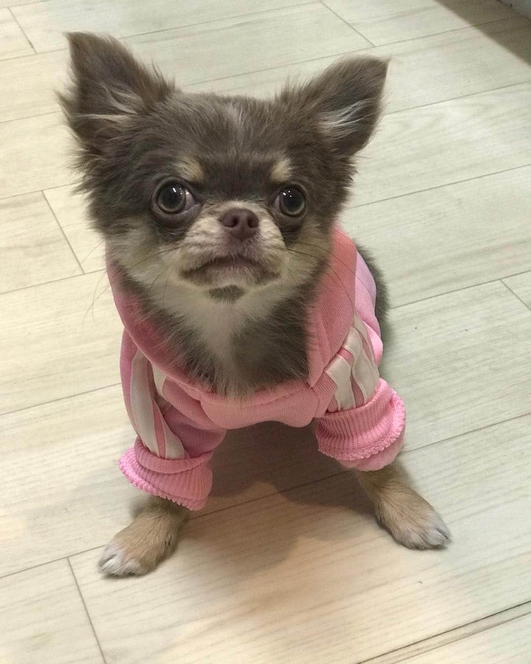 佐々木洋平さんのインスタグラム写真 - (佐々木洋平Instagram)「🌸 #chihuahua #chihuahualife #chihuahualover #chihuahuagram #ilovemydog #dogstagram #イザベラチワワ  #チワワ  #ちわわ」3月28日 1時23分 - panicrew_yohey