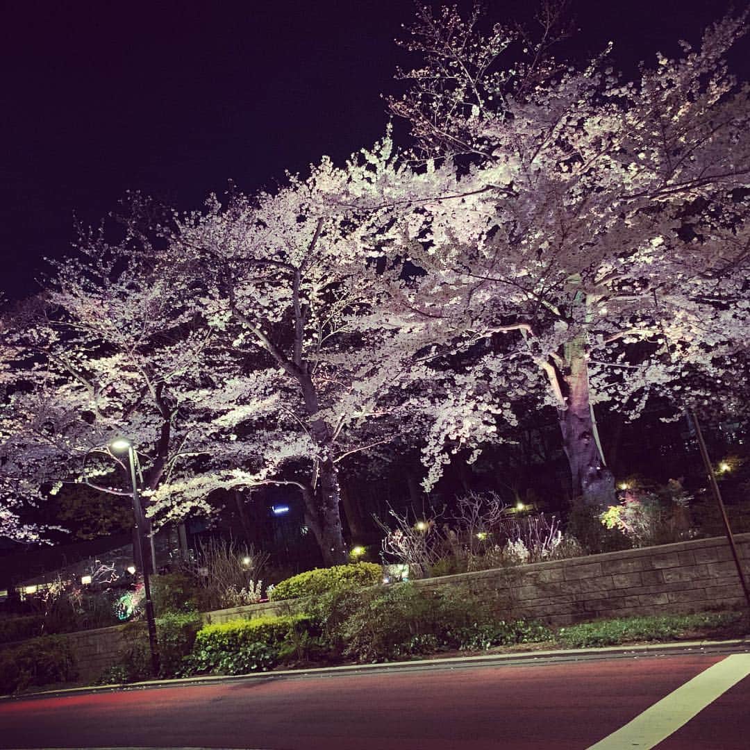 マサ北宮さんのインスタグラム写真 - (マサ北宮Instagram)「散りゆくその時まで生命を全力で燃やす姿は本当に美しい。 明日からまた生きるぞ！ #noah_ghc #桜🌸」3月28日 1時44分 - masakitamiya_noah