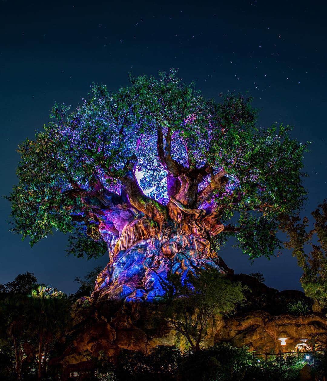 Walt Disney Worldのインスタグラム：「Awakening the night sky 😍 #AnimalKingdom #WaltDisneyWorld (📷: @thedisneyman)」