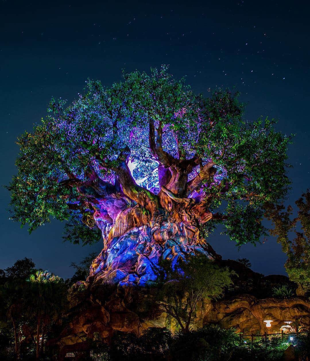 Walt Disney Worldさんのインスタグラム写真 - (Walt Disney WorldInstagram)「Awakening the night sky 😍 #AnimalKingdom #WaltDisneyWorld (📷: @thedisneyman)」3月28日 2時00分 - waltdisneyworld