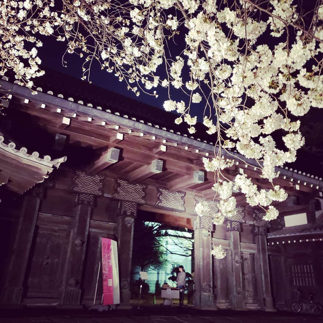 東朋宏さんのインスタグラム写真 - (東朋宏Instagram)「なんかみんな桜アップしてるからオレも！  こないだの焼肉帰りの上野公園！  公園の街灯が今宵は月明かりのように優しく桜を照らしていてとても綺麗だなぁ。。。っていうオレの繊細な感受性を見せようとしてる写真！(笑)  2枚目の写真のところの桜もめっちゃ綺麗だった！ なんか中で音楽会やってるんだって！オシャレだね～。 オレ入るって言ってないのにスタッフに2回くらい入れませんって言われたよ(笑)  あ～、近々ゆっくり花見したい！ よし、また夜中にフリスビー持って隅田公園行こ！(笑)  #薬酒インスタ対決 #お花見 #桜 #上野公園 #散歩 #夜桜 #音楽会気になる #フリスビーしたい」3月28日 2時20分 - tomohiro_azuma