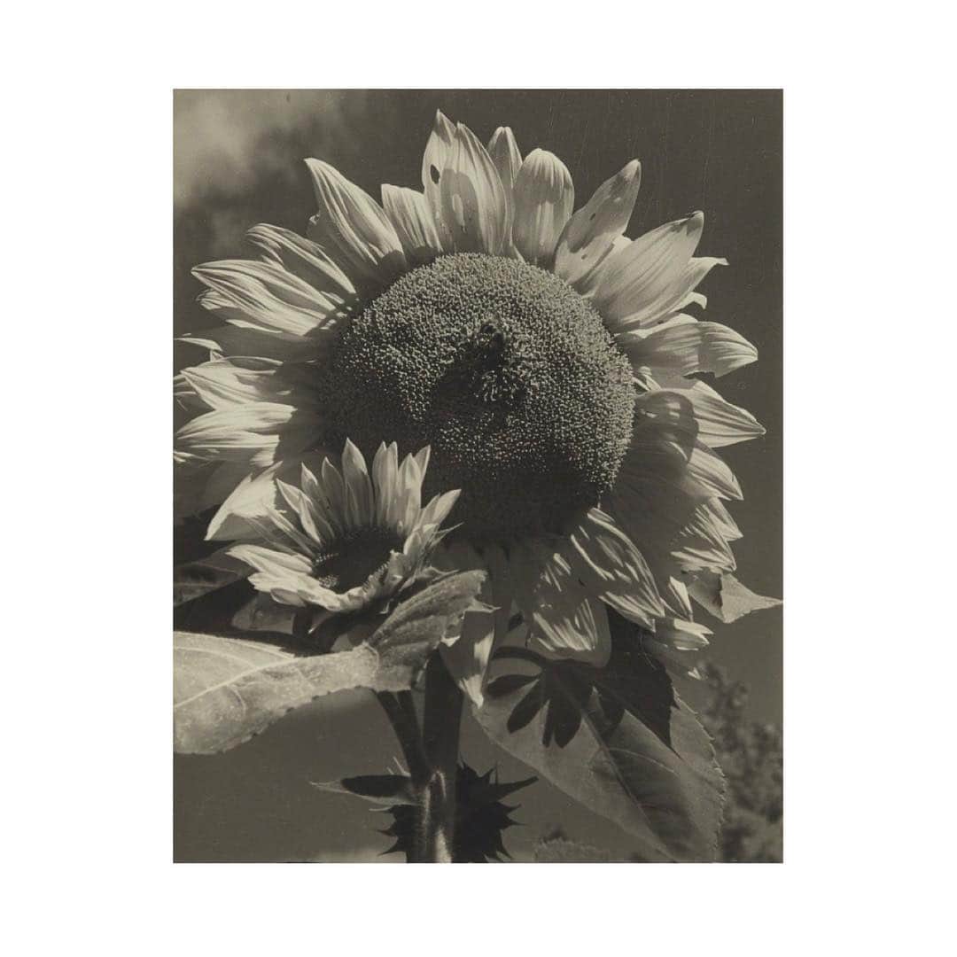 ローラ・ベイリーさんのインスタグラム写真 - (ローラ・ベイリーInstagram)「Consuelo Kanaga  Sunflower | 1942」3月28日 2時59分 - laurabaileylondon