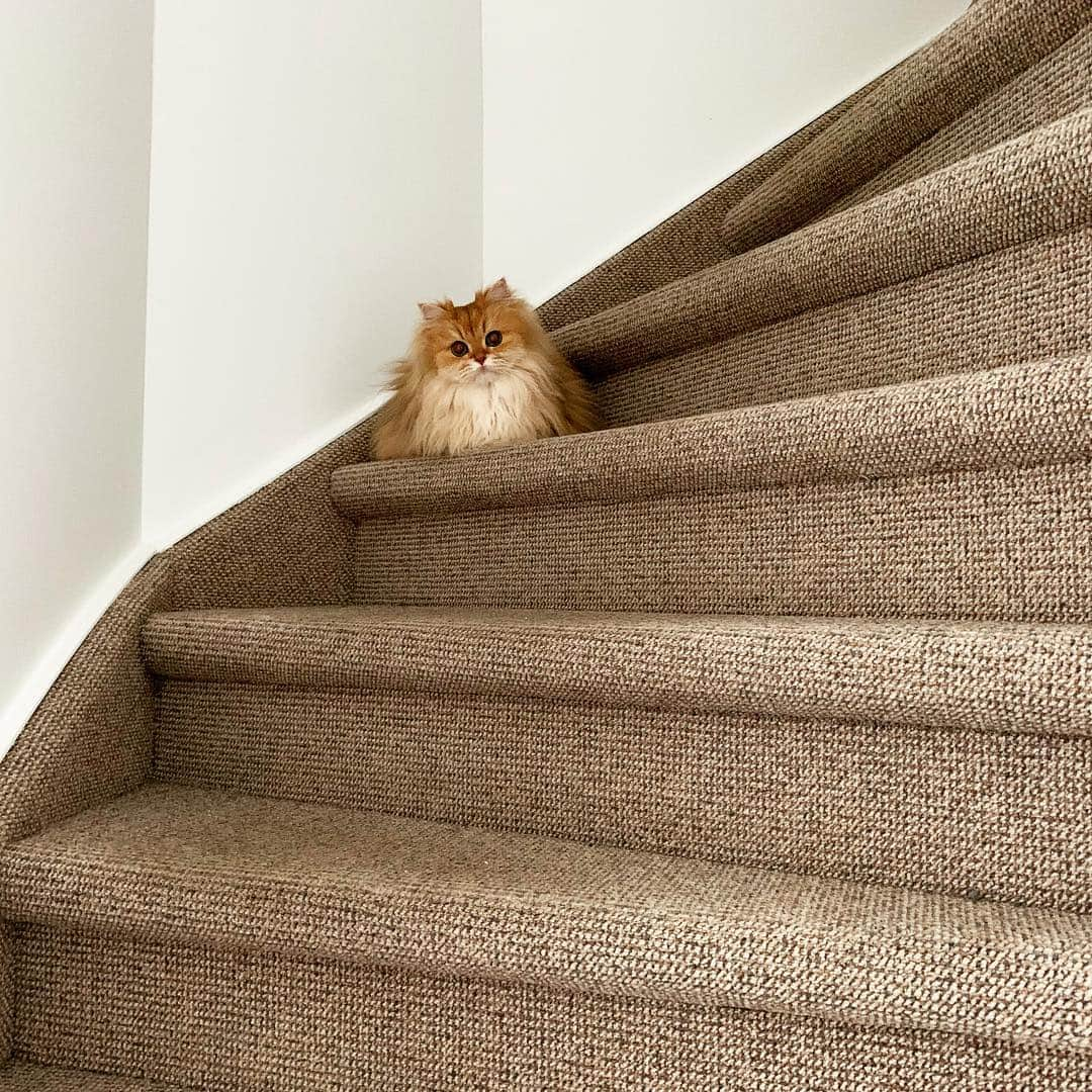 Smoothieさんのインスタグラム写真 - (SmoothieInstagram)「We see a stairway, she sees one big scratching post.」3月28日 3時00分 - smoothiethecat