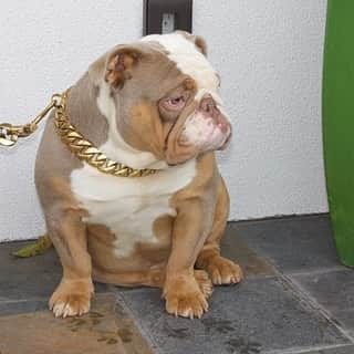 Oprahnbooのインスタグラム：「APOLLO.  #dogsoftheday #dogonguard #dogsofinstagram #doglovers #dogtolike #like #tag #share」