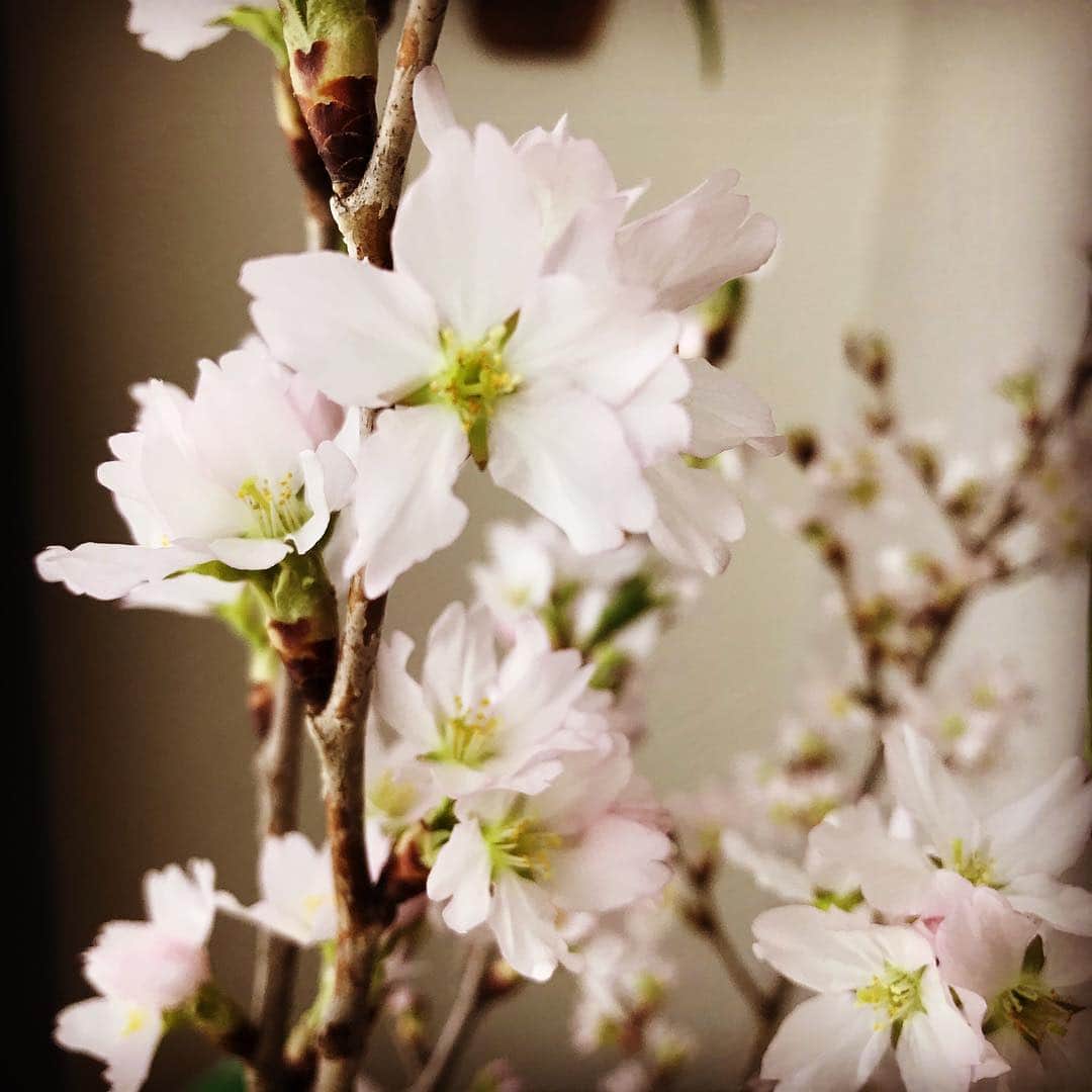 eclat.magazineさんのインスタグラム写真 - (eclat.magazineInstagram)「昨日、東京は桜の満開日を迎えましたが、うっかり見過ごさないように、先週末、近所の花屋でつぼみの状態の桜を買ってみました（500円）。品種は啓翁桜ですが、つぼみは日に日に膨らんであっという間に満開に。 というわけで、満開を見過ごすことなく、ささやかですが、毎日家に帰るとお花見できます。（編集K野） #桜 #満開 #お花見 #エクラ」3月28日 8時57分 - eclat.magazine