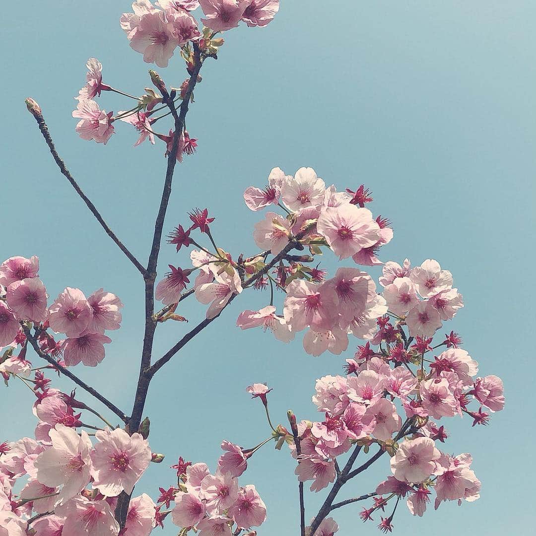 豆助左衛門（まめすけざえもん）さんのインスタグラム写真 - (豆助左衛門（まめすけざえもん）Instagram)「🐾 平成31年3月28日(木)☁️ おはようございまする😊 …  桜🌸季節になると 桜🌸の花を愛でながら 松任谷由実さんの 「春よ、来い」のメロディが 頭の中をぐるぐる🎵 … けれど 「春よ、来い」は春の歌では ないそうです💦💦 …  なぜなら 歌詞で 🌸春よ遠き春よ 🎵 🌸春よまだ見ぬ春 🎵 … と春を来るのを楽しみにしてる… 冬の歌らしい❄️ … 先日 @shinya_kiyozuka さんの話を聞いて爆笑しました。 … 今は清塚信也さんの ピアノ🎹が癒し❤️ たまには ママちんの話し🌸 … … 昨日はお天気よかったから 母と散歩しました。 桜の木 ほとんど蕾です。 「春よ、来い」 今年も豆と桜🌸を見に行きたいな！ （本文と写真はほぼ関係ありません🤣豆のまんまる顔） … …………………………🖋 #徳島柴ちゃん会#マメスケざえもん#チーム俺様 #shiba#shibastagram #豆柴#shibainu #dog#日本#徳島#shiba_snap#🐕📷 #狗  #proudshibas #りんりん部#🛎#柴犬#시바견#一只狗#animalland #西巴犬 #peconいぬ組 #サンデイ #anicas #今日のうちの子 #柴犬ライフモデル応募 #ここ柴部」3月28日 9時01分 - mamesukezaemon