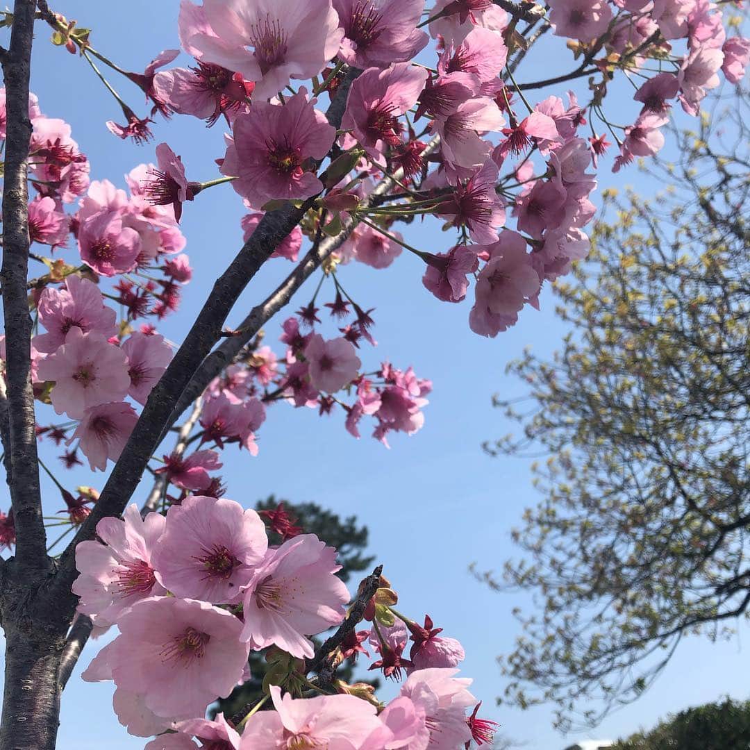 豆助左衛門（まめすけざえもん）さんのインスタグラム写真 - (豆助左衛門（まめすけざえもん）Instagram)「🐾 平成31年3月28日(木)☁️ おはようございまする😊 …  桜🌸季節になると 桜🌸の花を愛でながら 松任谷由実さんの 「春よ、来い」のメロディが 頭の中をぐるぐる🎵 … けれど 「春よ、来い」は春の歌では ないそうです💦💦 …  なぜなら 歌詞で 🌸春よ遠き春よ 🎵 🌸春よまだ見ぬ春 🎵 … と春を来るのを楽しみにしてる… 冬の歌らしい❄️ … 先日 @shinya_kiyozuka さんの話を聞いて爆笑しました。 … 今は清塚信也さんの ピアノ🎹が癒し❤️ たまには ママちんの話し🌸 … … 昨日はお天気よかったから 母と散歩しました。 桜の木 ほとんど蕾です。 「春よ、来い」 今年も豆と桜🌸を見に行きたいな！ （本文と写真はほぼ関係ありません🤣豆のまんまる顔） … …………………………🖋 #徳島柴ちゃん会#マメスケざえもん#チーム俺様 #shiba#shibastagram #豆柴#shibainu #dog#日本#徳島#shiba_snap#🐕📷 #狗  #proudshibas #りんりん部#🛎#柴犬#시바견#一只狗#animalland #西巴犬 #peconいぬ組 #サンデイ #anicas #今日のうちの子 #柴犬ライフモデル応募 #ここ柴部」3月28日 9時01分 - mamesukezaemon