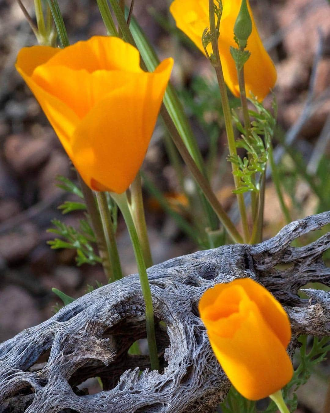 Ricoh Imagingさんのインスタグラム写真 - (Ricoh ImagingInstagram)「Adding spring beauty amongst the fading signs of winter. Photo by @kerrickjames5 with the KP with D FA Macro 100 F2.8 WR  1/200 sec f/16 ISO 1600. #pentaxkp #macrophotography #springphotoshoot #flowerphotography #ricohimaging」3月28日 3時38分 - ricohpentax