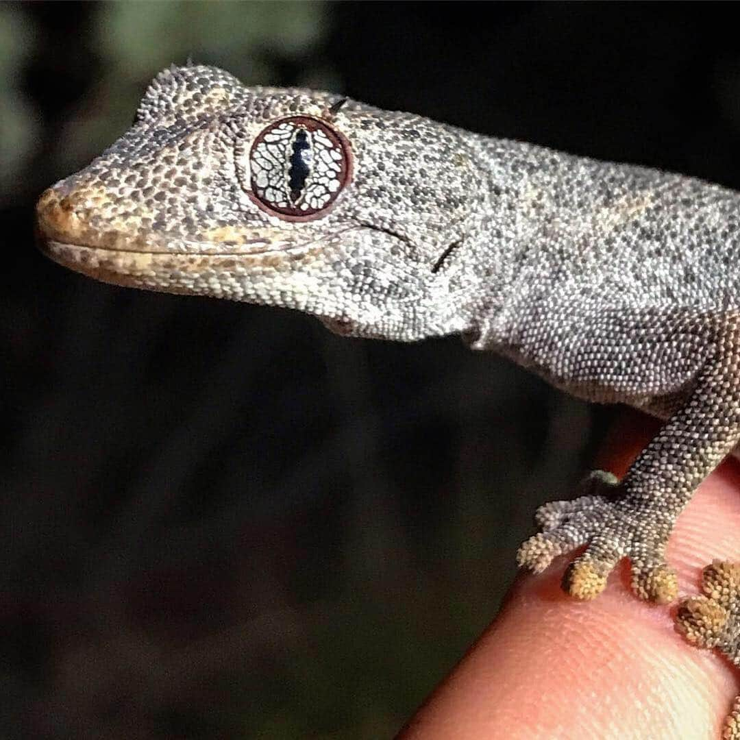 アニマルプラネットさんのインスタグラム写真 - (アニマルプラネットInstagram)「This spiny-tailed gecko sure is a beaut! These stunning lizards roam all over Australia. (📸: @coyotepeterson) . . . . . #animalsofinstagram #animalplanet #animaloftheday #wild #wildlife #outdoors #animals #wildanimals #conservation #nature #animallovers #instanature #wildgeography #gecko #australia #coyotebrave」3月28日 3時38分 - animalplanet