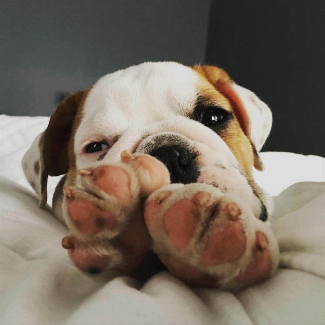 Bodhi & Butters & Bubbahさんのインスタグラム写真 - (Bodhi & Butters & BubbahInstagram)「Pawsitively 🐾 adorabully 🐶 . . . . #bulldog #puppy #love #positivevibes #cute @raylo_and_rousey」3月28日 3時45分 - keonistuff