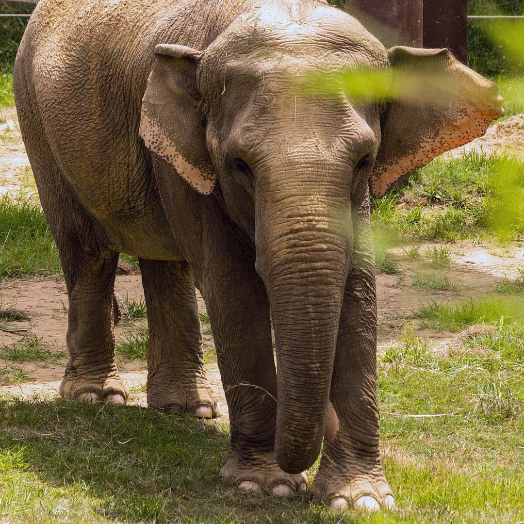 スミソニアン国立動物園さんのインスタグラム写真 - (スミソニアン国立動物園Instagram)「❤️🐘 An elephant has six sets of molars throughout his/her life. As each tooth is worn down, the front pieces break away and the next tooth pushes forward—like a conveyor belt! An elephant often goes through its first three sets as a juvenile, leaving the final three sets to last the remainder of its life. 📰 Read all about Asian elephant Swarna's successful tooth radiograph training! KEEPER Q&A: https://s.si.edu/2VFmYxH. (Link in bio.)」3月28日 3時46分 - smithsonianzoo