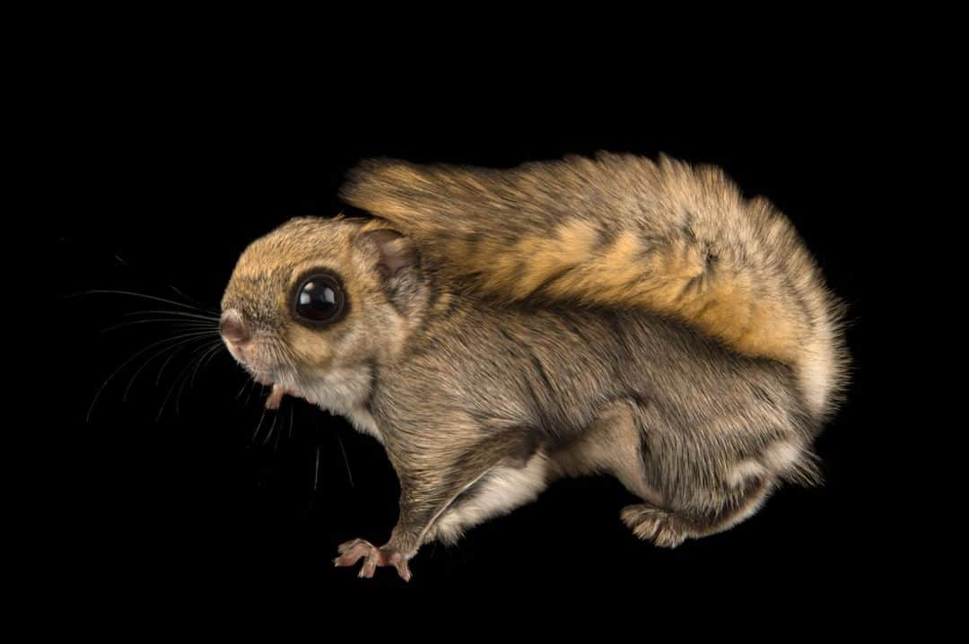 ナショナルジオグラフィックさんのインスタグラム写真 - (ナショナルジオグラフィックInstagram)「Photo by @joelsartore | This Siberian flying squirrel has its large eyes to thank for its adorable looks. While those eyes certainly are captivating, its most impressive feature is the flap of skin that stretches between the front and rear legs. By spreading this flap, the flying squirrel is able to glide distances of over a hundred meters! Can’t get enough of this species? Follow me, @joelsartore for a second look. #flyingsquirrel #bigeyes #PhotoArk @zooplzen」3月28日 4時03分 - natgeo