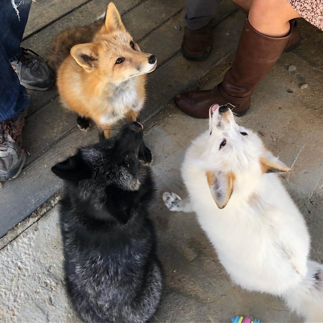 のインスタグラム：「Wednesday foxy flavors.... Vanilla, Chocolate, Strawberry! . Planning is underway for our grand opening weekend of foxy Canid fun!!! Who wants to join us and who wants to help plan or sponsor??? #fromrussiawithlove . www.jabcecc.org 🦊🐕 . #wednesday #humpday #flavors #foxesofinstagram #foxy #maksa #russians #belyaevfoxes #tameafox #domesticatedfoxes #animals #animallovers #lovefoxes #befoxy #foxy #viktor #jabcecc #siberiancupcakes #support #nonprofit #conservation #partyplanning」