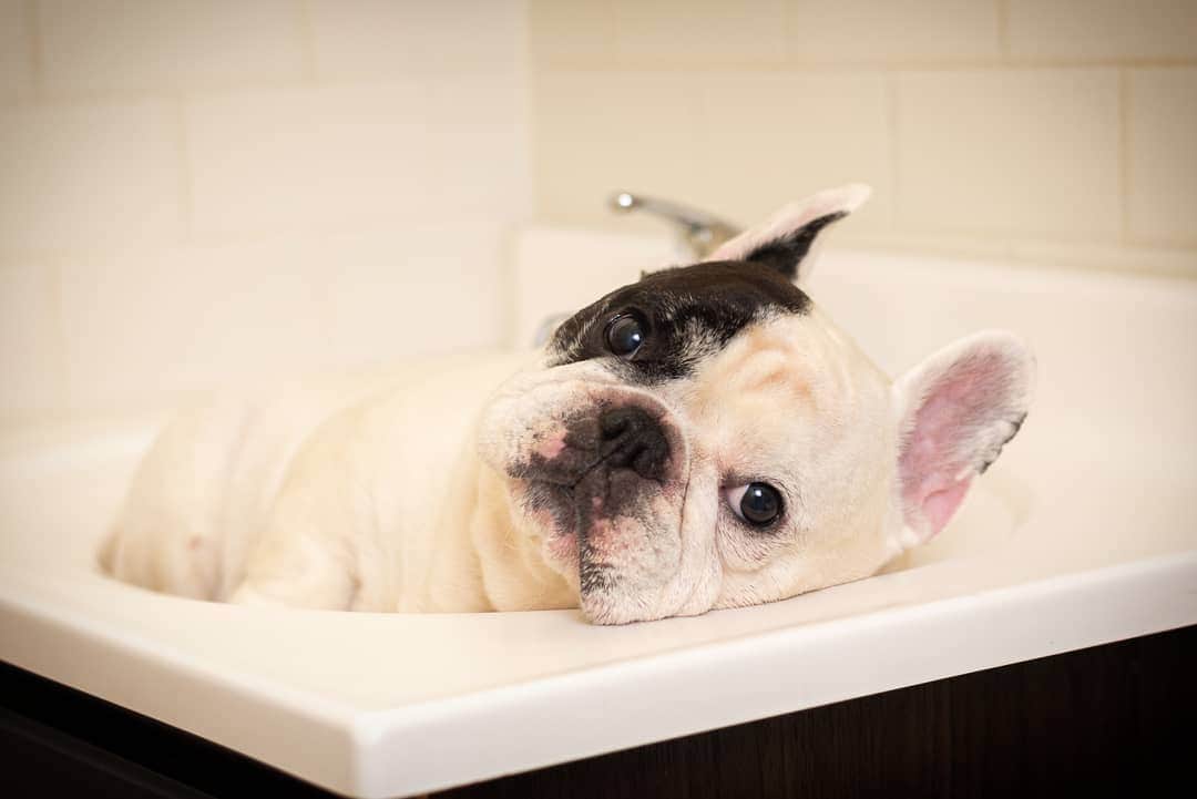 Manny The Frenchieのインスタグラム：「If relaxing in the sink is wrong, i dont want to be right! 😄」