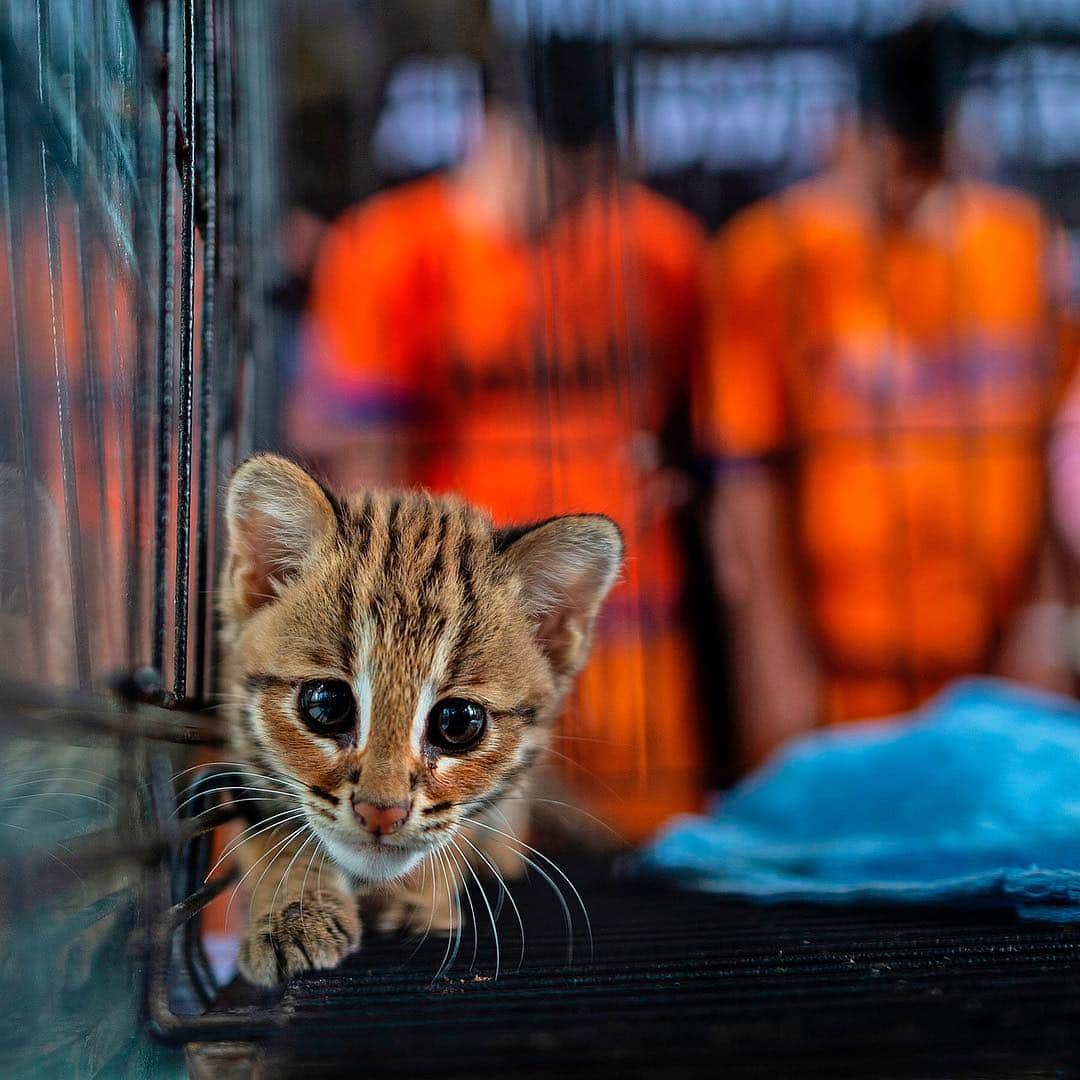NBC Newsさんのインスタグラム写真 - (NBC NewsInstagram)「A #leopard #kitten seized by authorities during an anti-smuggling investigation sits in a cage in front of suspects smugglers during a press conference on exotic #animals trafficked to #Indonesia, including wild #cats, endangered #birds and komodo #dragons. . 📷 Juni Kriswanto / @afpphoto」3月28日 4時16分 - nbcnews