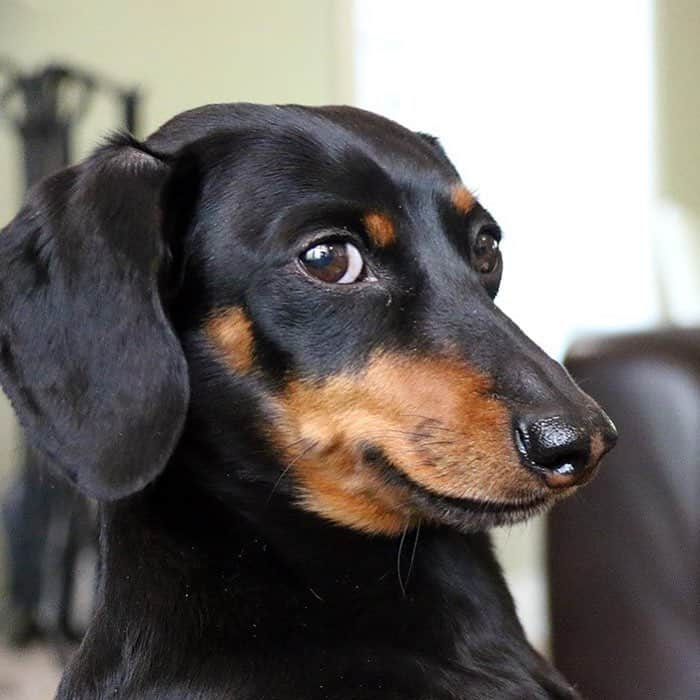 Crusoe the Celebrity Dachshundさんのインスタグラム写真 - (Crusoe the Celebrity DachshundInstagram)「“April Fools is coming up.. Suggest your best prank idea to do to my parents and I’ll include one fan-suggestion in my next video of April Fools pranks!! 😝👍” ~ Crusoe」3月28日 4時10分 - crusoe_dachshund