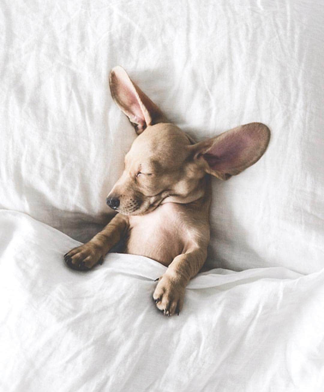 DogsOf Instagramのインスタグラム：「“Tell me I’m a good boi, I’m all ears 🐰 👂” writes @studio.pooch  #dogsofinstagram」