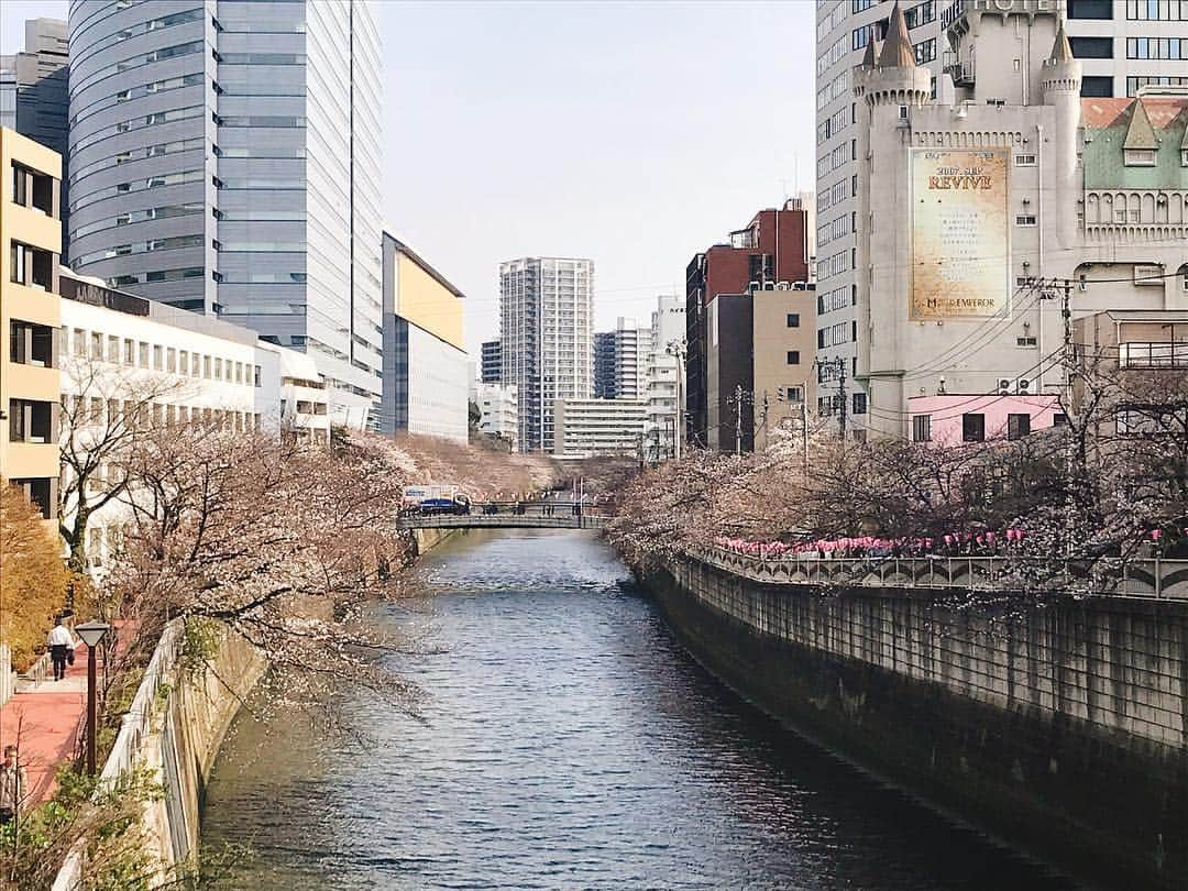 日下裕江さんのインスタグラム写真 - (日下裕江Instagram)「目黒川の桜は3分咲きほど❀.*･ﾟ  千鳥ヶ淵の桜は満開になったみたい🌸  各所の桜が満開になるのは来週に持ち越しかな〜  待ち遠しい💓  #目黒川 #目黒川の桜 #桜 #meguroriver」3月28日 4時49分 - hiroe___h