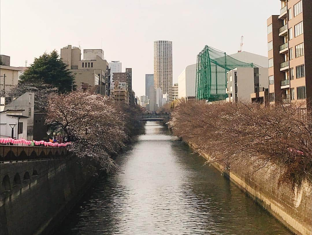 日下裕江さんのインスタグラム写真 - (日下裕江Instagram)「目黒川の桜は3分咲きほど❀.*･ﾟ  千鳥ヶ淵の桜は満開になったみたい🌸  各所の桜が満開になるのは来週に持ち越しかな〜  待ち遠しい💓  #目黒川 #目黒川の桜 #桜 #meguroriver」3月28日 4時49分 - hiroe___h