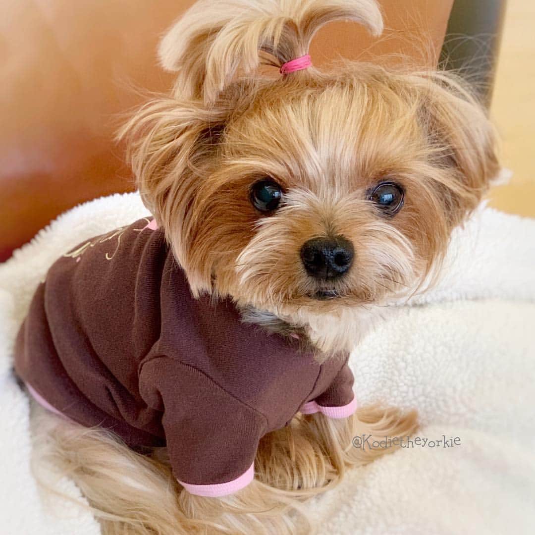 Kodie Bearさんのインスタグラム写真 - (Kodie BearInstagram)「🐶💭Daddy might take mommy and me to get some doggie cupcakes🧁🧁if I wear this girly🌸 @sprinklescupcakes T-shirt.」3月28日 4時49分 - kodietheyorkie
