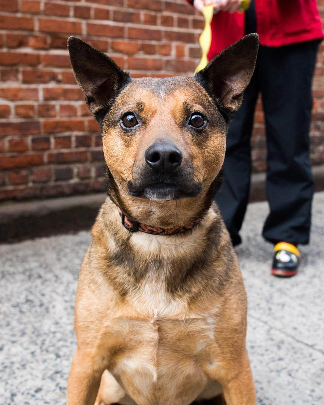 The Dogistさんのインスタグラム写真 - (The DogistInstagram)「Moses, Australian Cattle Dog mix (7 y/o), Prince & Mott St., New York, NY • “He’s a reservation rescue dog. I found him in the middle of a dirt road being chased by a posse of Chihuahuas. I think that’s the source of his dog aggression.”」3月28日 4時54分 - thedogist